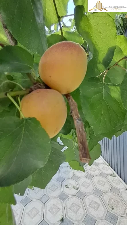 Հյուրանոց Պարույր Սևակի փողոցում Պտղունքում, 200 քմ